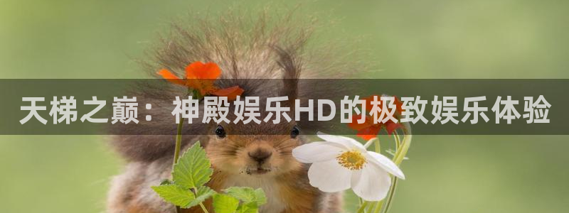 琳琅娱乐平台：天梯之巅：神殿娱乐HD的极致娱乐体验